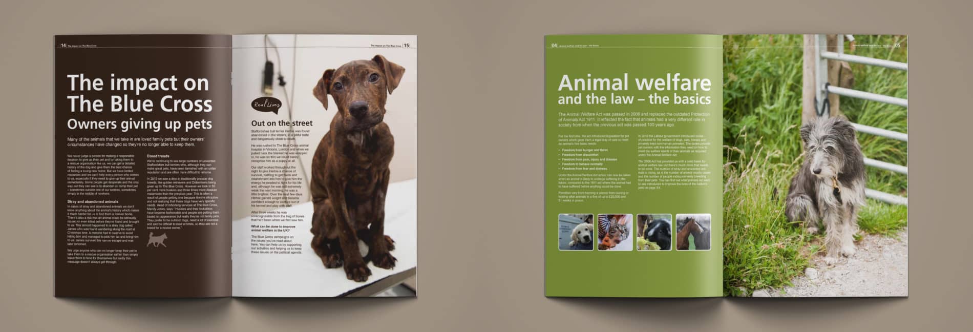 Annual Report Design example for Pet Charity Blue Cross
